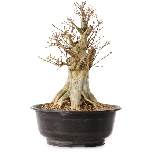 Acer buergerianum, 40 cm, ± 25 years old, with a nebari of 16 cm