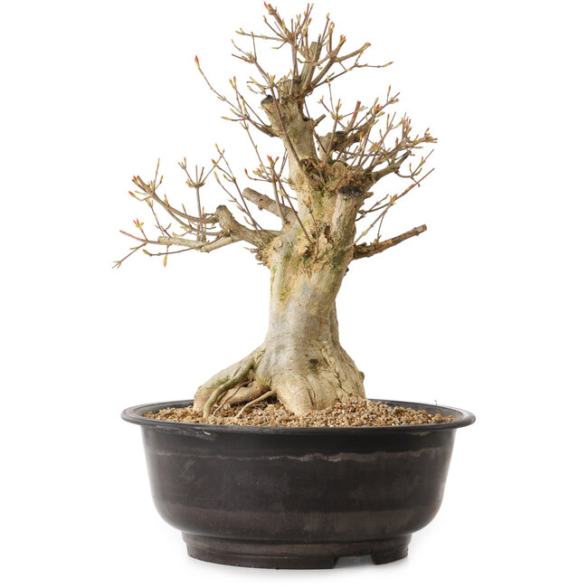 Acer buergerianum, 40 cm, ± 25 years old, with a nebari of 16 cm