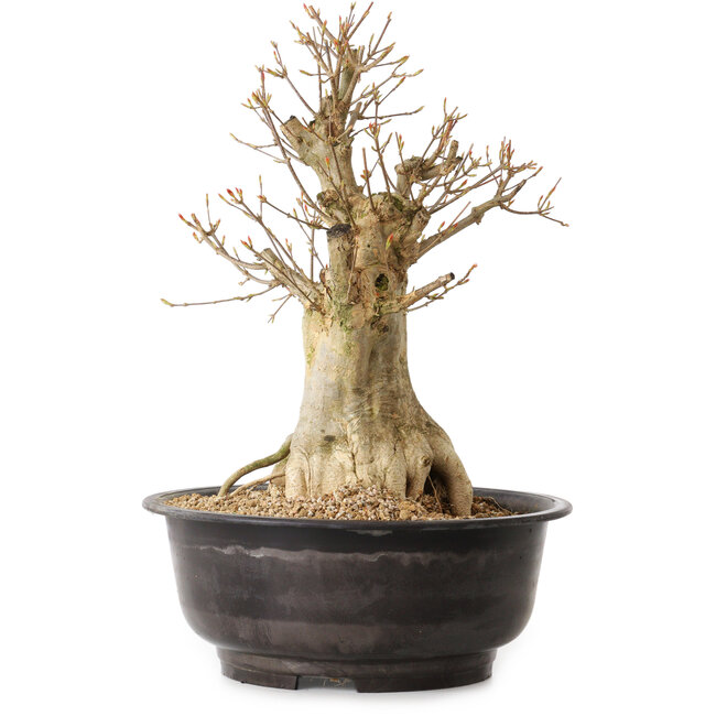 Acer buergerianum, 40 cm, ± 25 years old, with a nebari of 16 cm