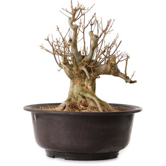 Acer buergerianum, 35 cm, ± 25 años