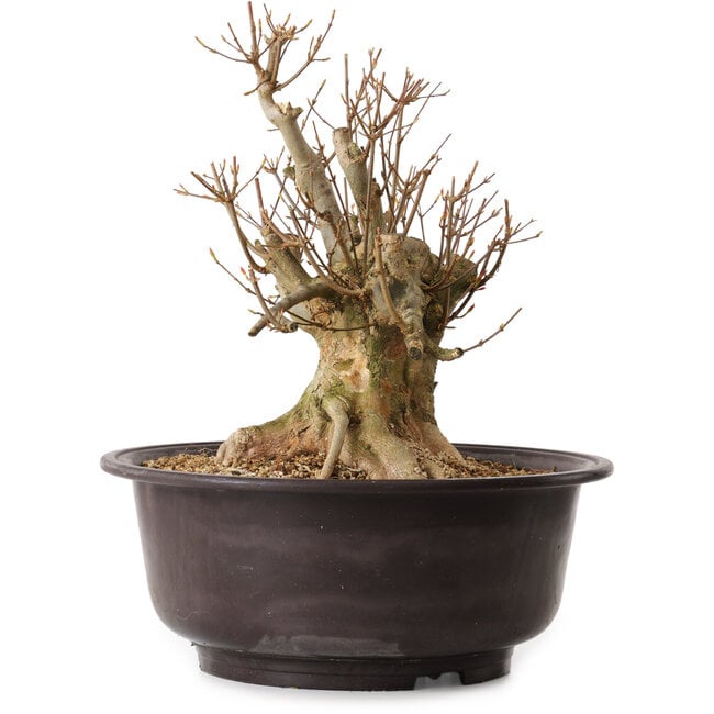 Acer buergerianum, 35 cm, ± 25 jaar oud, met een nebari van 20 cm