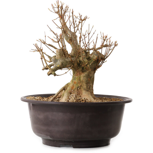 Acer buergerianum, 35 cm, ± 25 ans, avec un nebari de 20 cm