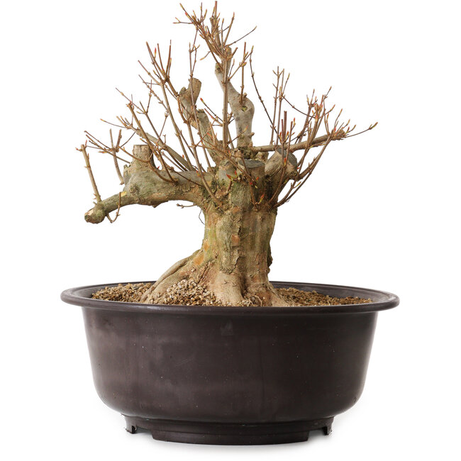 Acer buergerianum, 35 cm, ± 25 ans, avec un nebari de 20 cm
