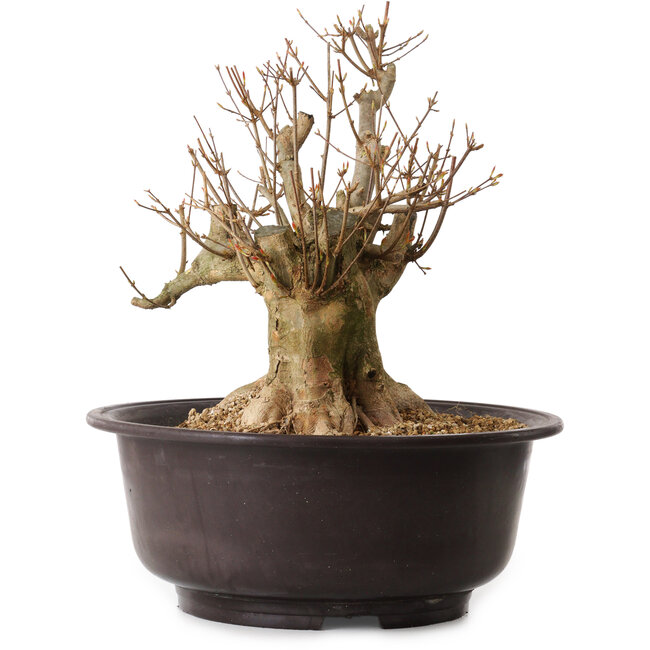 Acer buergerianum, 35 cm, ± 25 anni, con nebari di 20 cm