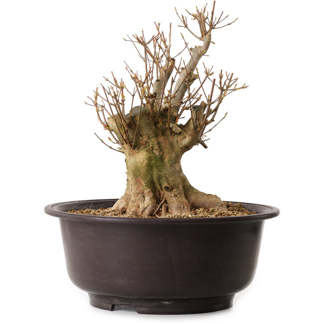 Acer buergerianum, 35 cm, ± 25 ans, avec un nebari de 20 cm