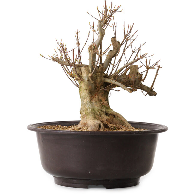 Acer buergerianum, 35 cm, ± 25 ans, avec un nebari de 20 cm