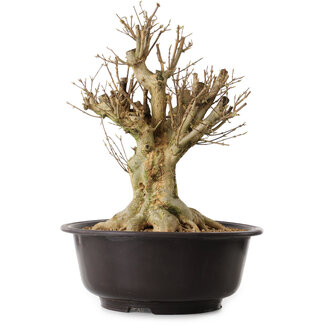 Acer buergerianum, 42 cm, ± 25 years old