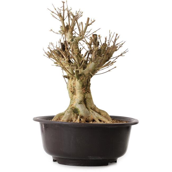 Acer buergerianum, 42 cm, ± 25 ans, avec un nebari de 20 cm