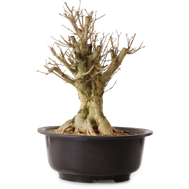 Acer buergerianum, 42 cm, ± 25 años, con un nebari de 20 cm