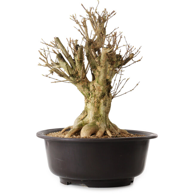 Acer buergerianum, 42 cm, ca. 25 Jahre alt, mit einem Wurzelhals von 20 cm