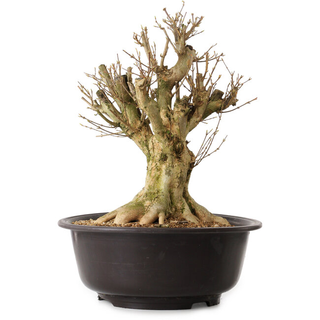 Acer buergerianum, 42 cm, ± 25 years old, with a nebari of 20 cm