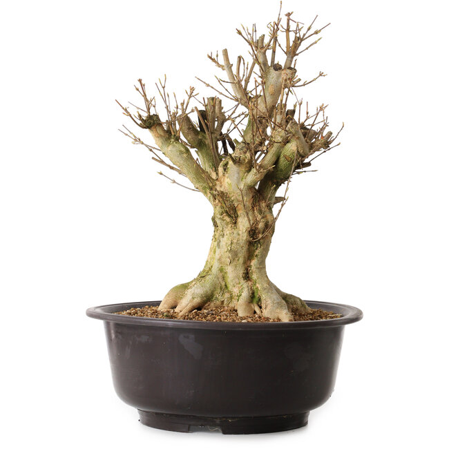 Acer buergerianum, 42 cm, ± 25 anni, con nebari di 20 cm