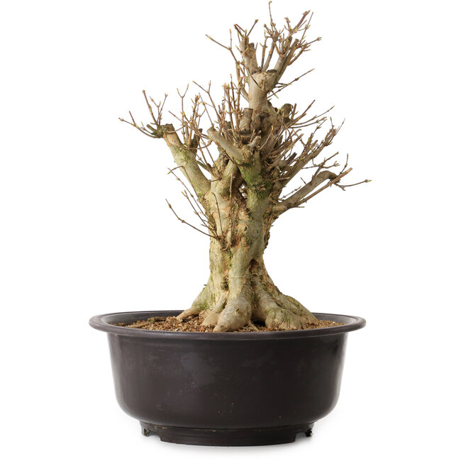 Acer buergerianum, 42 cm, ca. 25 Jahre alt, mit einem Wurzelhals von 20 cm