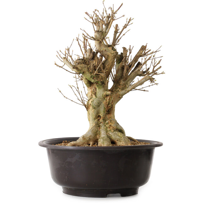 Acer buergerianum, 42 cm, ± 25 jaar oud, met een nebari van 20 cm