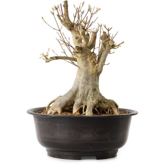 Acer buergerianum, 35 cm, ± 25 years old