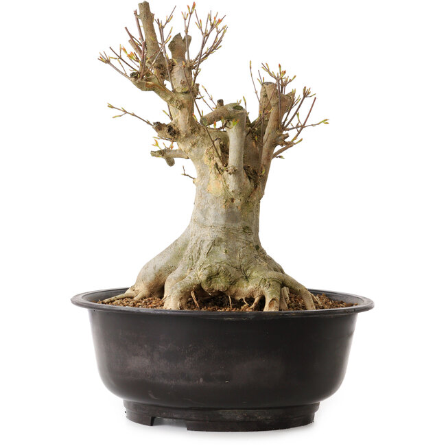 Acer buergerianum, 35 cm, ca. 25 Jahre alt, mit einem Wurzelhals von 23 cm