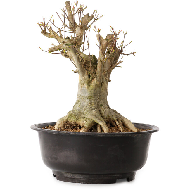 Acer buergerianum, 35 cm, ± 25 years old, with a nebari of 23 cm