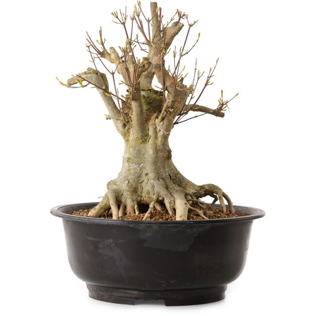 Acer buergerianum, 35 cm, ± 25 años, con un nebari de 23 cm