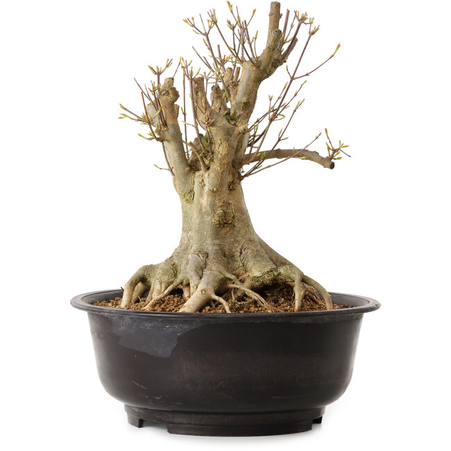 Acer buergerianum, 35 cm, ca. 25 Jahre alt, mit einem Wurzelhals von 23 cm