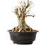 Acer buergerianum, 35 cm, ± 25 jaar oud, met een nebari van 23 cm