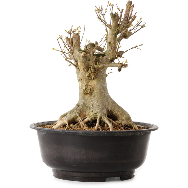 Acer buergerianum, 35 cm, ± 25 years old, with a nebari of 23 cm