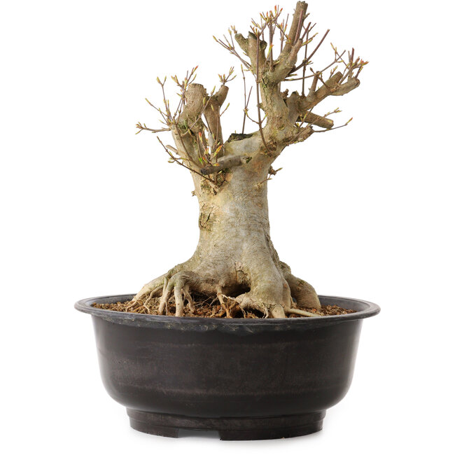 Acer buergerianum, 35 cm, ca. 25 Jahre alt, mit einem Wurzelhals von 23 cm