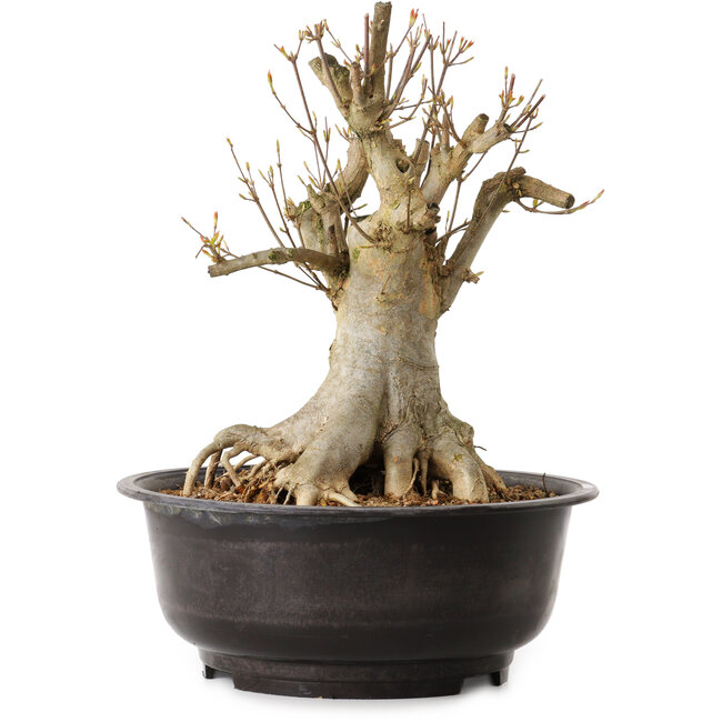 Acer buergerianum, 35 cm, ± 25 anni, con nebari di 23 cm