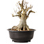 Acer buergerianum, 35 cm, ± 25 jaar oud, met een nebari van 23 cm