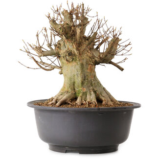 Acer buergerianum, 38 cm, ± 25 años