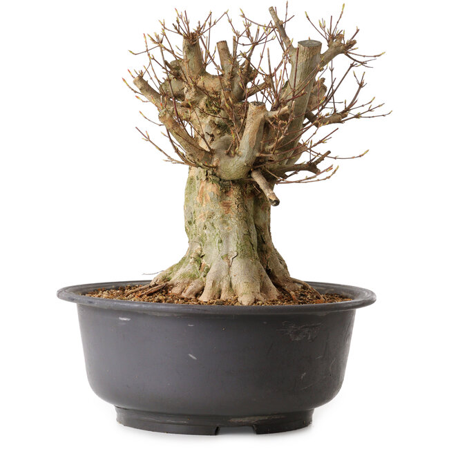 Acer buergerianum, 38 cm, ± 25 years old, with a nebari of 37 cm