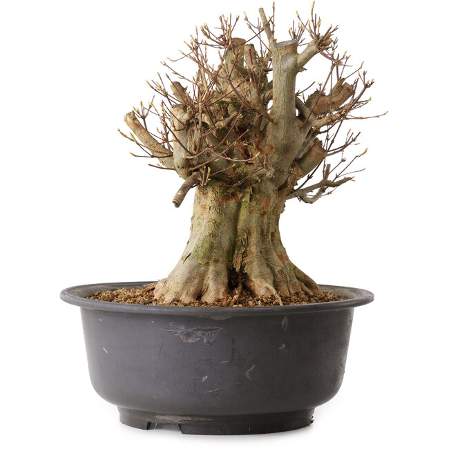 Acer buergerianum, 38 cm, ± 25 jaar oud, met een nebari van 37 cm