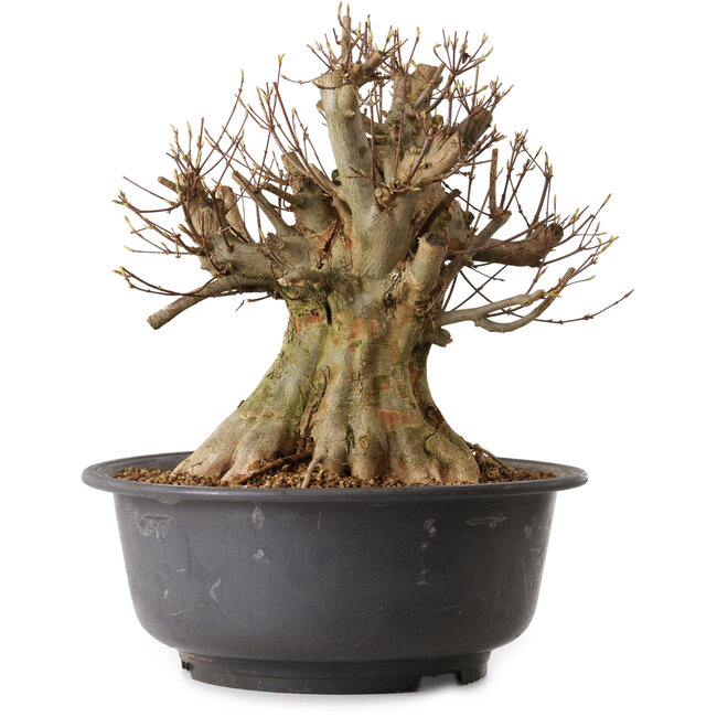 Acer buergerianum, 38 cm, ± 25 jaar oud, met een nebari van 37 cm