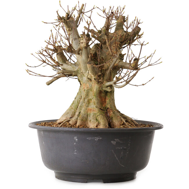 Acer buergerianum, 38 cm, ± 25 jaar oud, met een nebari van 37 cm
