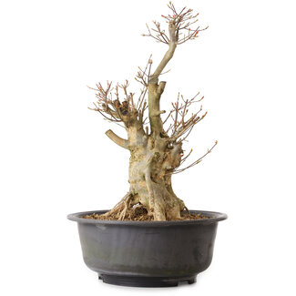 Acer buergerianum, 50 cm, ± 25 years old