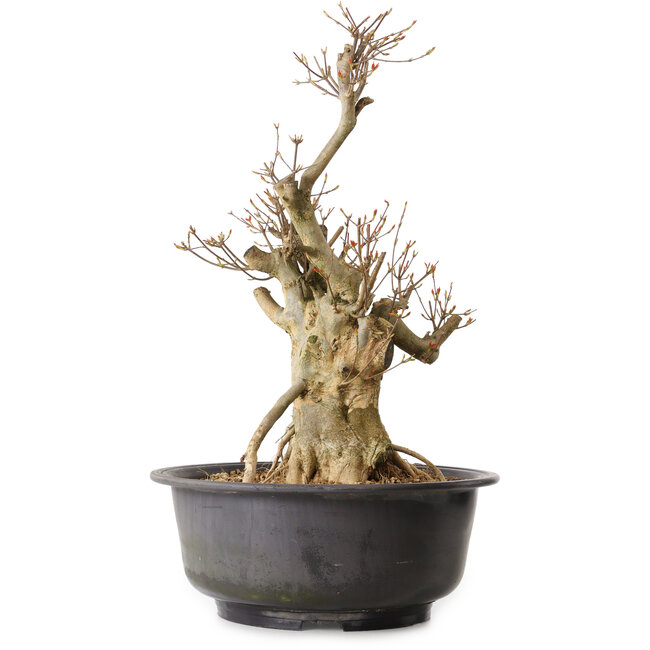 Acer buergerianum, 50 cm, ± 25 ans, avec un nebari de 19 cm