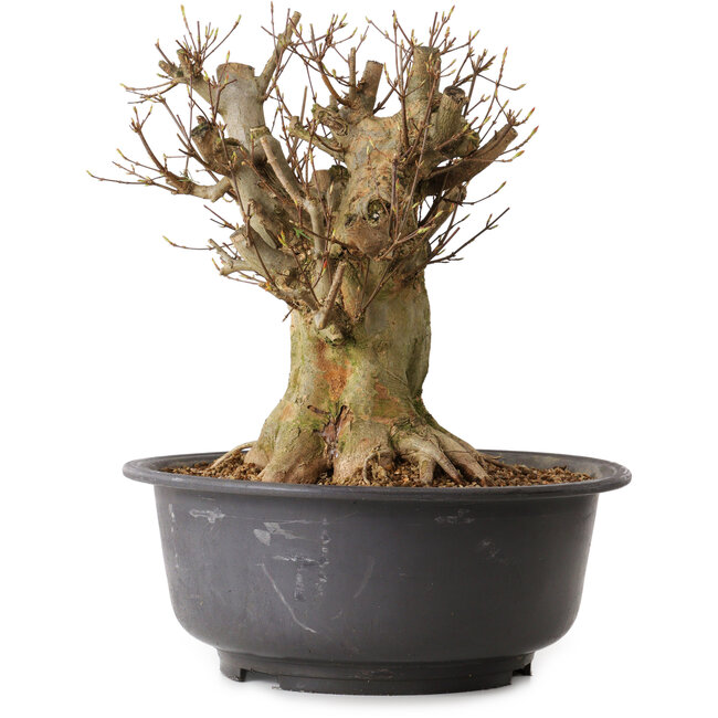 Acer buergerianum, 38 cm, ± 25 años, con un nebari de 37 cm