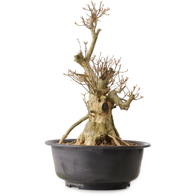 Acer buergerianum, 50 cm, ± 25 years old, with a nebari of 19 cm