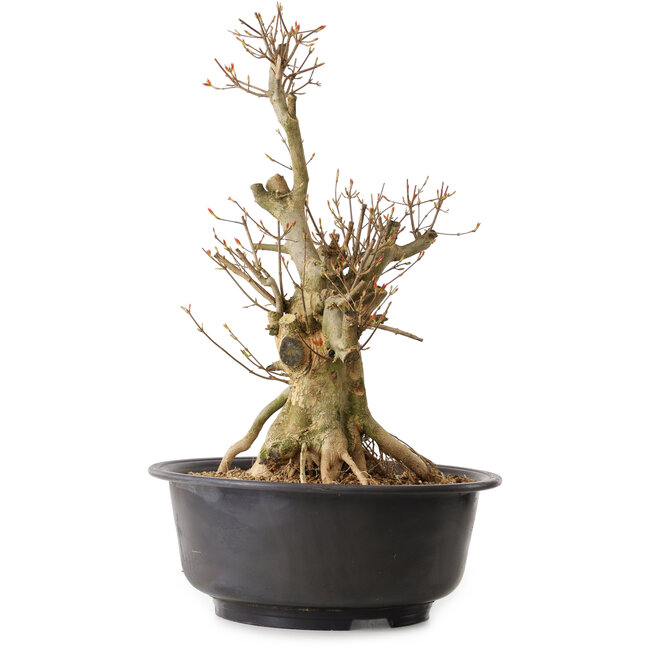 Acer buergerianum, 50 cm, ± 25 jaar oud, met een nebari van 19 cm