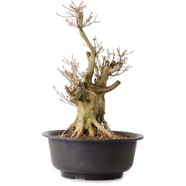 Acer buergerianum, 50 cm, ± 25 jaar oud, met een nebari van 19 cm