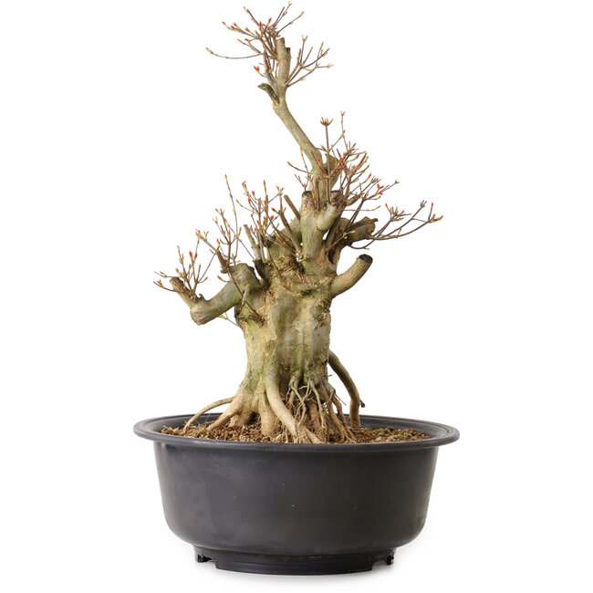 Acer buergerianum, 50 cm, ± 25 years old, with a nebari of 19 cm