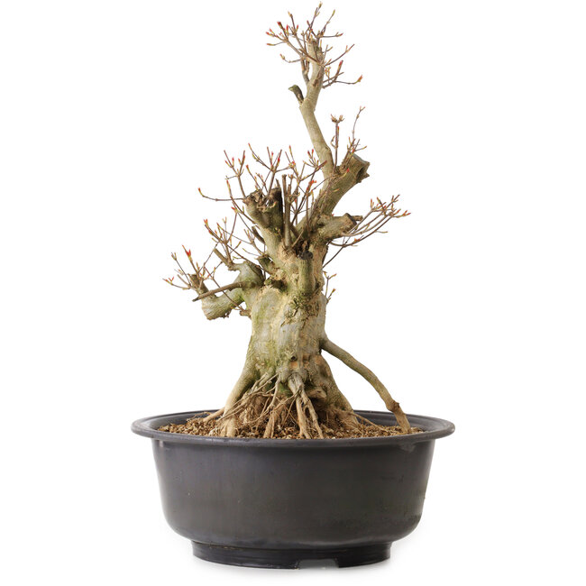 Acer buergerianum, 50 cm, ± 25 ans, avec un nebari de 19 cm