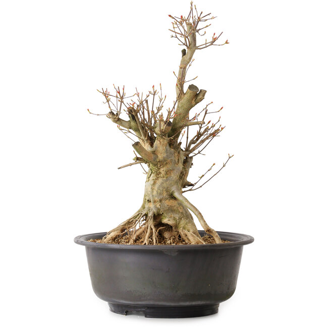 Acer buergerianum, 50 cm, ± 25 jaar oud, met een nebari van 19 cm