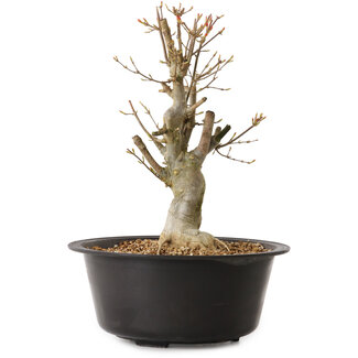 Acer buergerianum, 32 cm, ± 25 ans