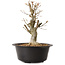 Acer buergerianum, 32 cm, ± 25 ans, avec un nebari de 12 cm
