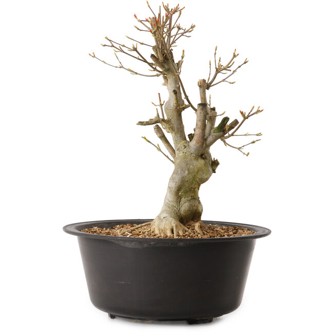 Acer buergerianum, 32 cm, ± 25 años, con un nebari de 12 cm