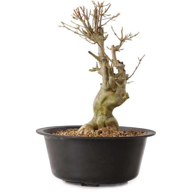 Acer buergerianum, 32 cm, ± 25 años, con un nebari de 12 cm