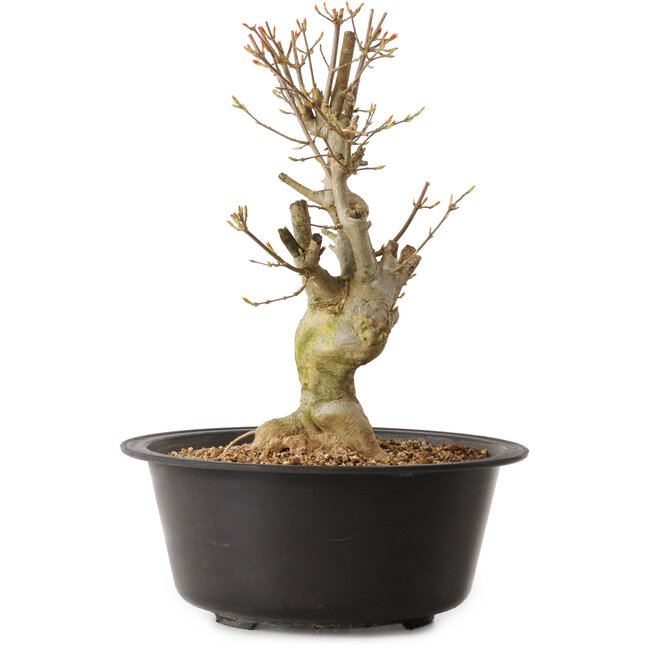 Acer buergerianum, 32 cm, ± 25 years old, with a nebari of 12 cm