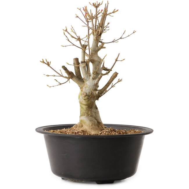 Acer buergerianum, 32 cm, ± 25 años, con un nebari de 12 cm