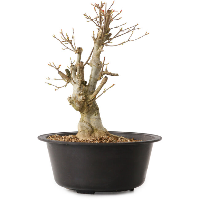 Acer buergerianum, 32 cm, ± 25 years old, with a nebari of 12 cm
