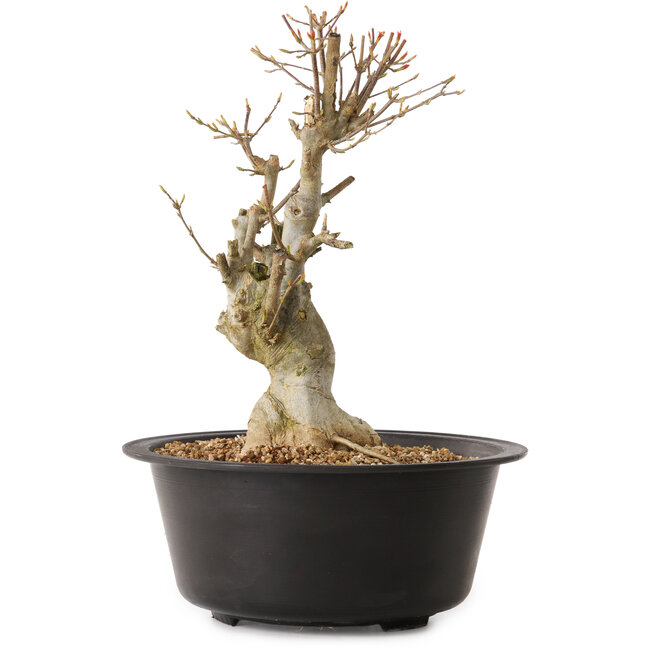 Acer buergerianum, 32 cm, ± 25 years old, with a nebari of 12 cm